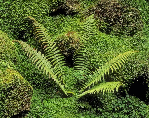 Fern Moss Japanese Garden Powerscourt Gardens County Wicklow Írország — Stock Fotó