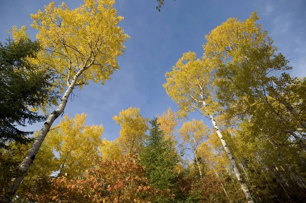 Fogliame Autunnale Lago Dei Boschi Ontario Canada — Foto Stock