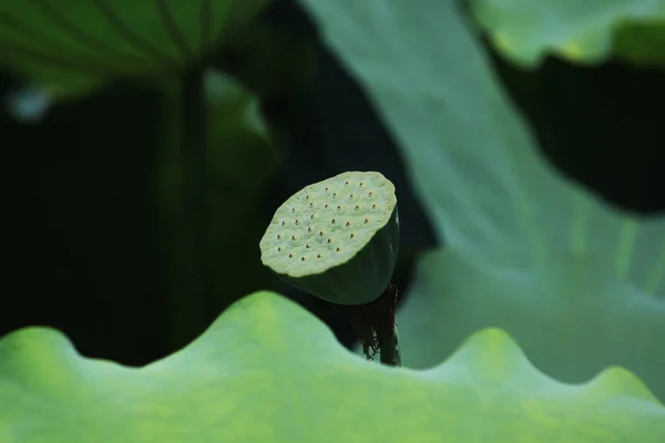 Vue Panoramique Sur Magnifique Lotus Coloré — Photo