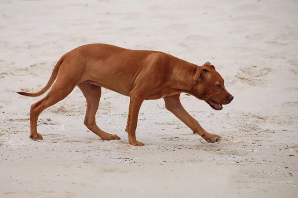 Porträtt Söt Hund — Stockfoto