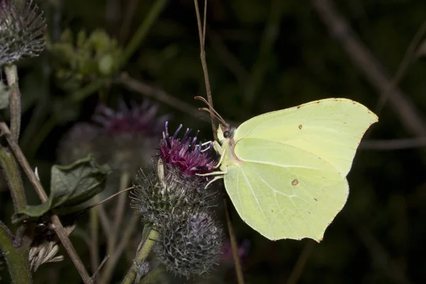 Vista Primer Plano Hermosa Mariposa Colorida —  Fotos de Stock