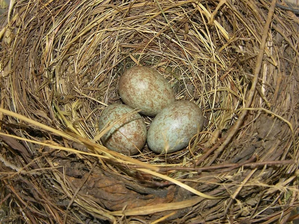 Schilderachtig Uitzicht Prachtige Vogel Natuur — Stockfoto