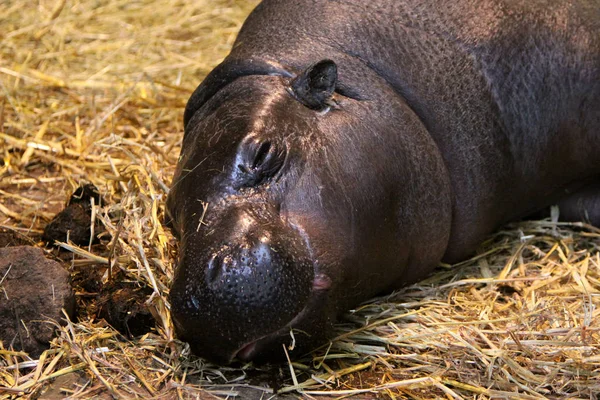 Mamíferos Hipopótamos Animales Hipopótamos —  Fotos de Stock