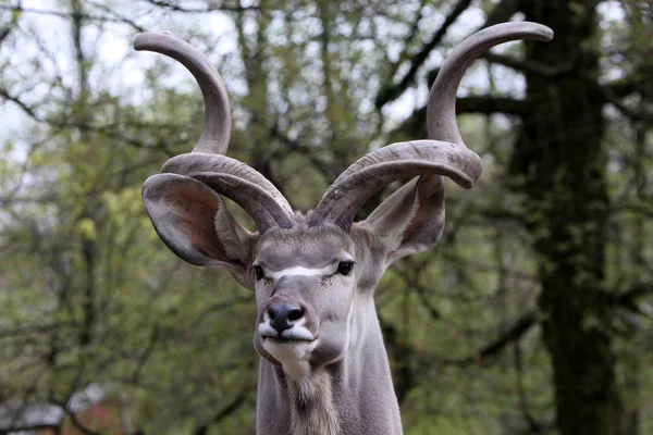 Kudu Antilopen Dieren Het Wild Natuur Fauna — Stockfoto