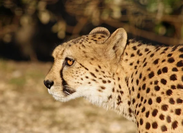 非洲斑斑猎豹 掠食者大猫 — 图库照片
