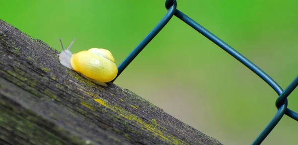 Langzame Slak Slijmerig Dier — Stockfoto