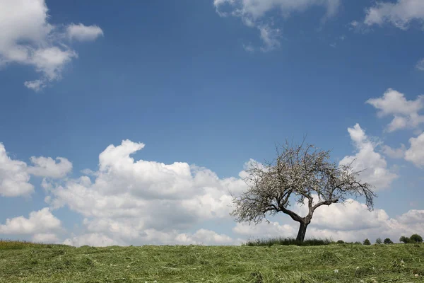 Apple Tree Spring — Stock Photo, Image