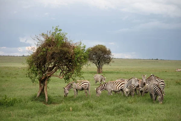 Zebraherde Wilde Tiere — Stockfoto