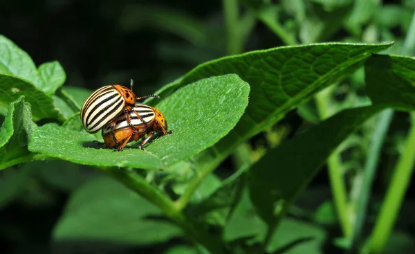 Close Van Een Insect Wilde Natuur — Stockfoto