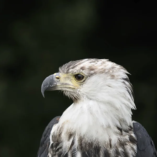 Vacker Utsikt Över Vacker Fågel Naturen — Stockfoto