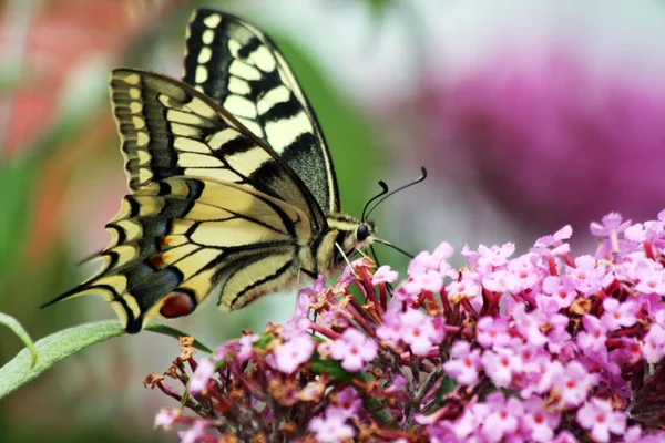 Schwalbenschwanz Schmetterling Schönes Insekt — Stockfoto