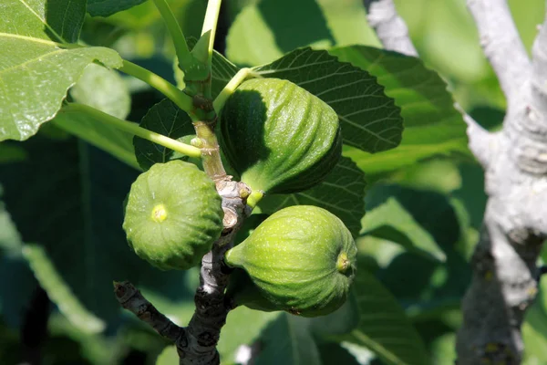 Figos Árvores Árvore Frutos Com Galhos Folhas — Fotografia de Stock