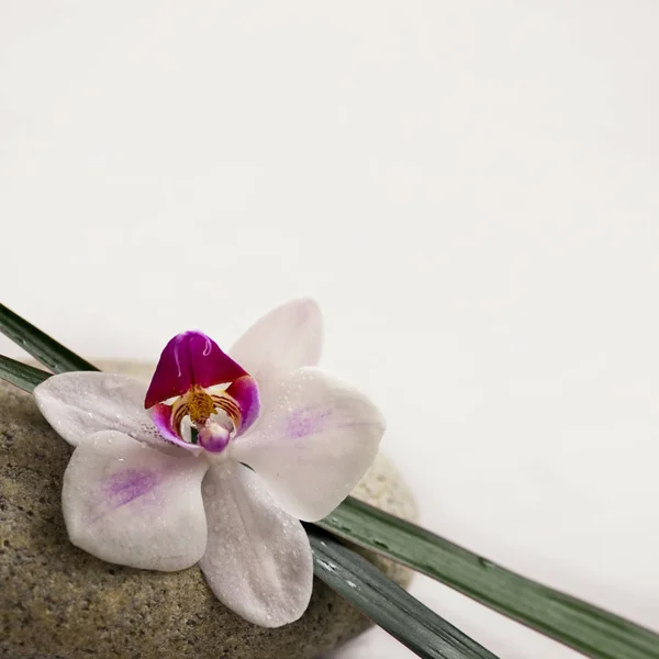 Natuurlijke Orchidee Bloem Bloei Flora Plant — Stockfoto