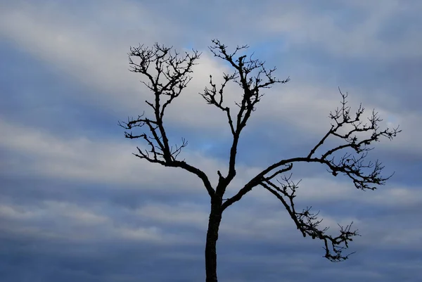 Beau Paysage Forêt — Photo