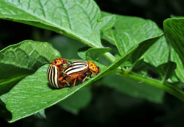 Close Bug Natureza Selvagem — Fotografia de Stock