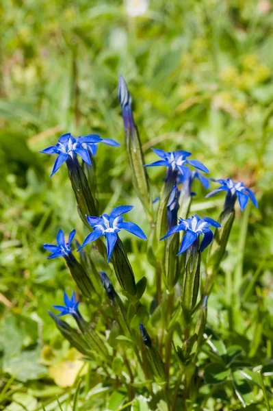 Gentian Virágok Réten Mező — Stock Fotó