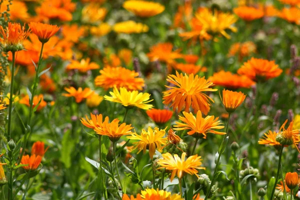 Narancs Marigold Virágszirmok Növény Virágzás — Stock Fotó