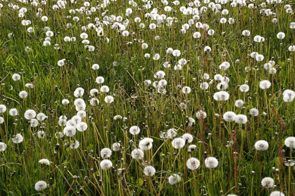 Närbild Maskrosor Ängen Dagtid — Stockfoto