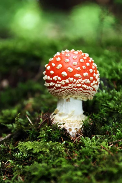 Κόκκινο Toadstool Ανήκει Στην Ομάδα Των Δηλητηριωδών Μυκήτων — Φωτογραφία Αρχείου