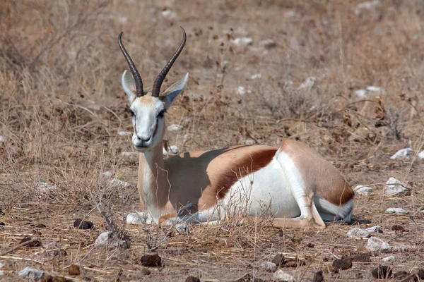 Εθνικό Πάρκο Etosha Ναμίμπια — Φωτογραφία Αρχείου