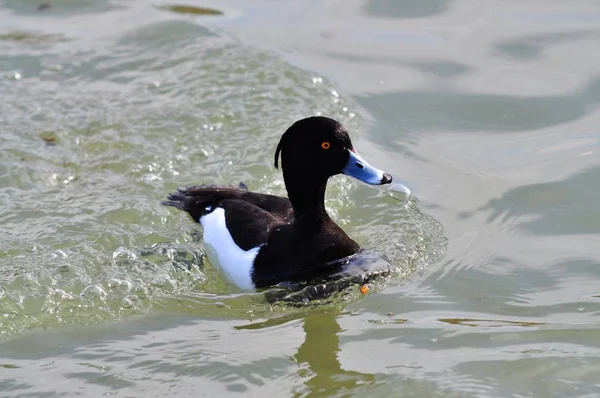 Vogel Thema Außenschuss — Stockfoto