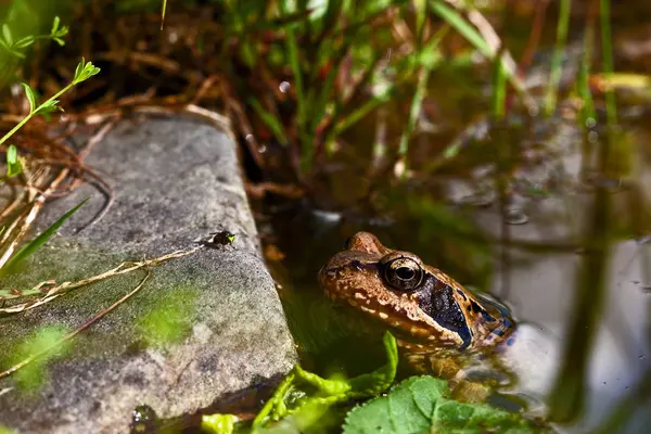 Rapprocher Encore Davantage — Photo