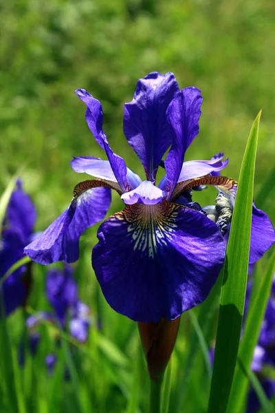 Vista Panoramica Bellissimo Fiore Iris — Foto Stock