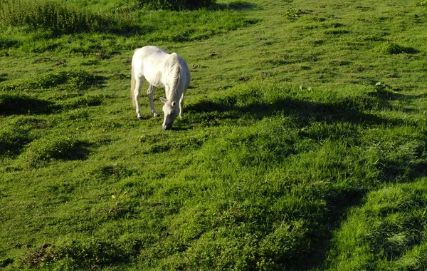 Paard Groene Weide — Stockfoto