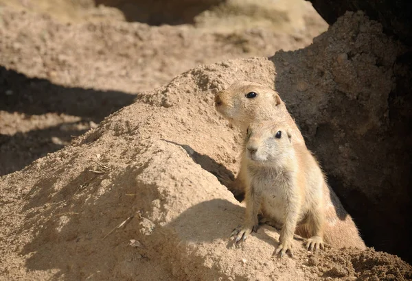 Prérie Pes Zvířata Volně Žijící Zvířata Rod Cynomys Křeček — Stock fotografie