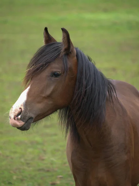 Portret Van Een Paard — Stockfoto