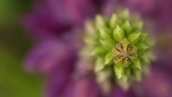 Schilderachtig Uitzicht Prachtige Lupine Bloem — Stockfoto