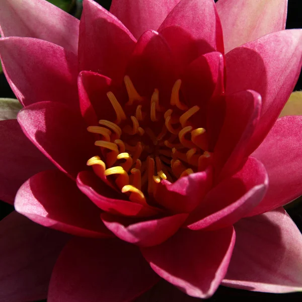 Цветок Лилии Лотос Флора Пруда — стоковое фото