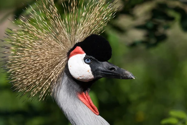 Schilderachtig Uitzicht Prachtige Gekroonde Kraanvogel — Stockfoto