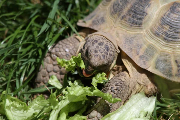 カメの爬虫類動物の生き物 — ストック写真