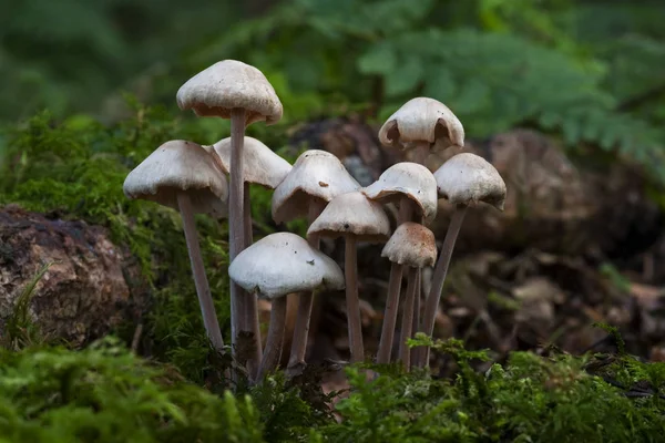 Champignons Croissance Nature Botanique Flore — Photo