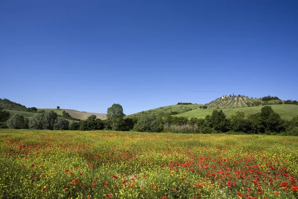 Tuscany Landscape Vineyard Spring — Stockfoto