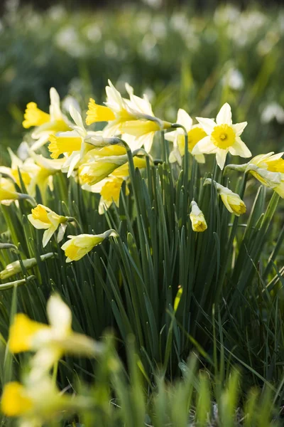 Güzel Bahar Çiçeği Nergis Narcissus — Stok fotoğraf