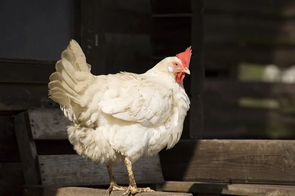 Çiftlikteki Beyaz Tavuklar — Stok fotoğraf