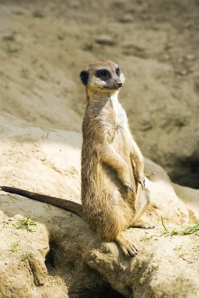 Meerkat Suricado Animal Natureza — Fotografia de Stock