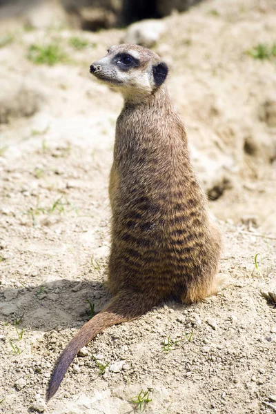 Meerkat Djur Vilda Djur Suricata Suricatta — Stockfoto