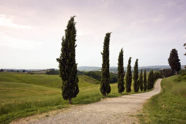 Landelijke Weg Omzoomd Met Cipressen Een Prachtig Landschap — Stockfoto