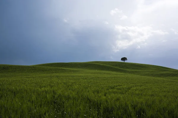 Typical Tuscany Landscape Single Tree Hill — ストック写真