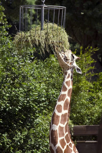 Yüksek Zürafa Hayvanı Afrika Otçul Memelisi — Stok fotoğraf