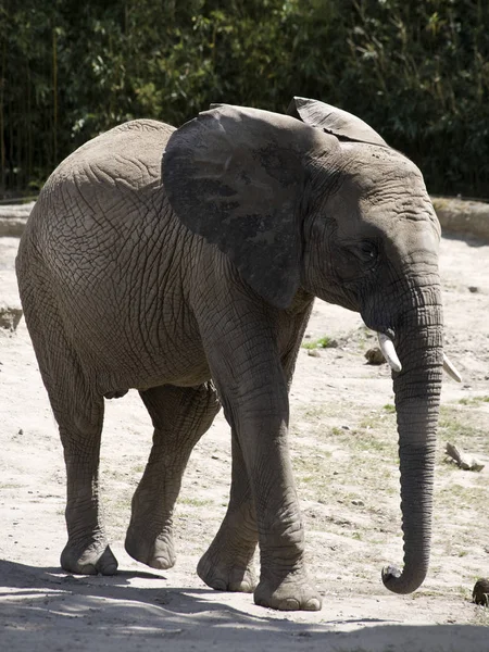 Elefante Joven Africano Zoológico — Foto de Stock