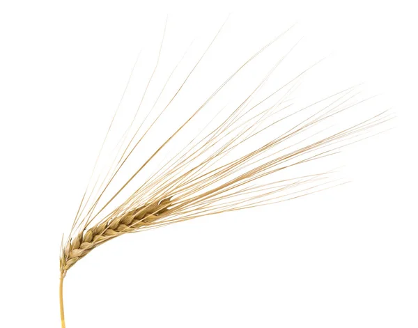 在白色上分离的单个大麦穗 — 图库照片