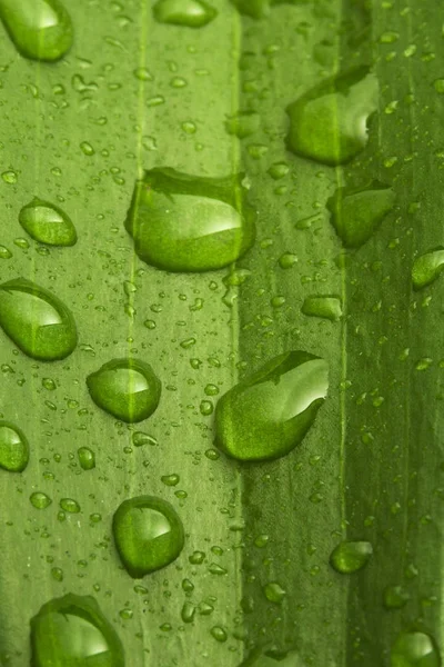 Gotas Água Uma Folha Verde — Fotografia de Stock