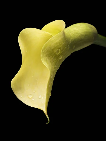 Gelbe Calla Blüte Mit Wassertropfen Auf Schwarzem Hintergrund — Stockfoto