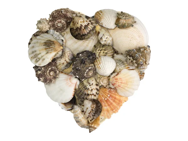 Seasnails Shells Arranged Heart Shape Isolated White — Stock Photo, Image