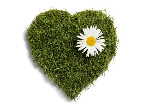 Trávníkový Drn Tvaru Srdce Květinovým Sedmikráskem Izolovaný Bílém — Stock fotografie