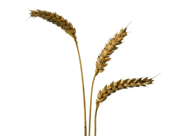 白で隔離された3本の小麦の耳 — ストック写真